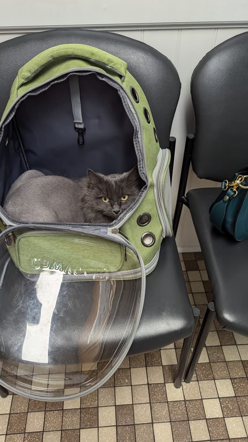 Grey cat curled inside a green bubble-window carrier on a waiting-room chair