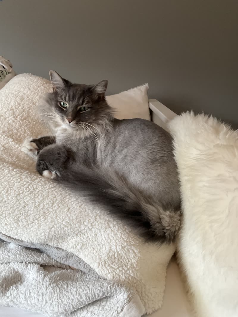 Grey-and-white long-haired cat resting on a white fleece blanket at home after grooming