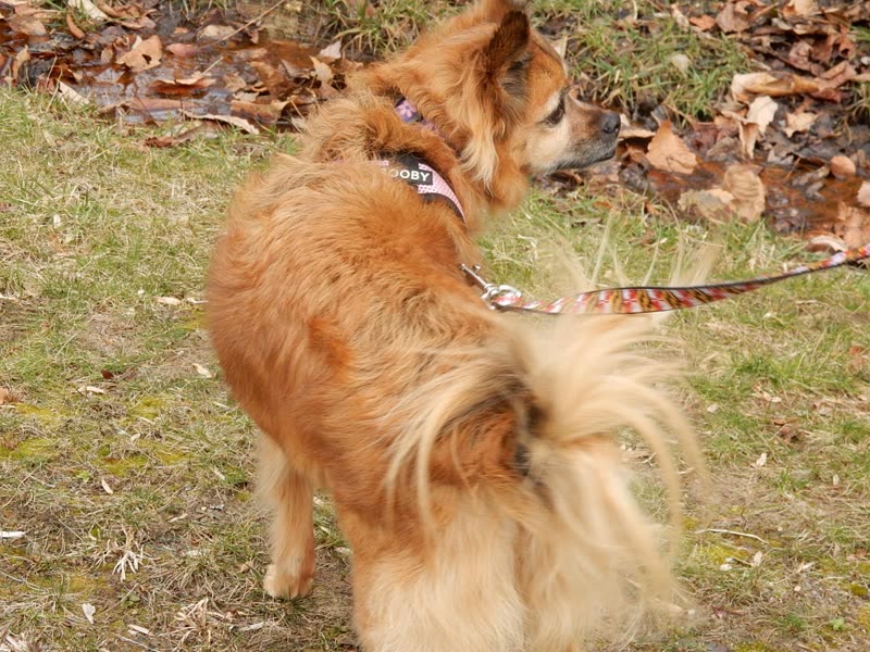 Ginger long-haired dog on a leash standing on grass among fallen leaves