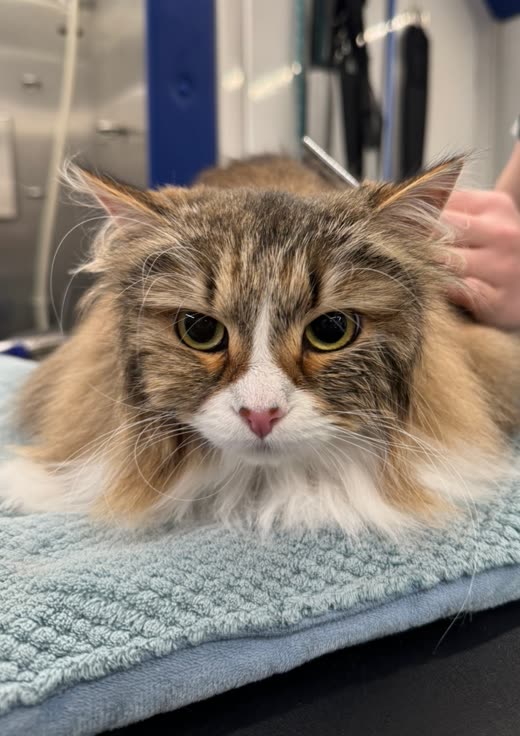 Long-haired tabby-and-white cat lying on a blue towel on a grooming table, groomer's hand at the edge