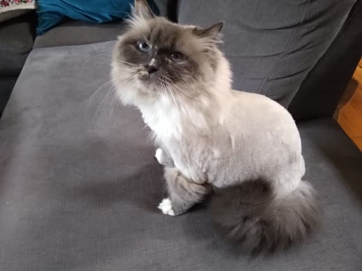 Seal-point Himalayan cat with a finished lion cut, shaved body, full mane and plumed tail