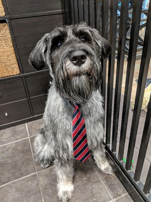 Groomed grey schnauzer-type dog wearing a red striped necktie