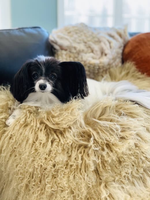 Black-and-white Papillon lying on a cream fur throw, coat silky and brushed out