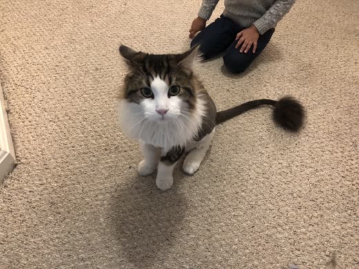 Fluffy tabby-and-white cat sitting on carpet with a freshly groomed pom-pom tail